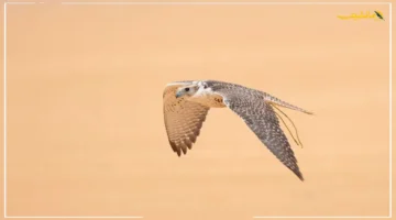 انطلق رسميًا! معرض الصقور والصيد السعودي الدولي بالرياض يكشف عن فعاليات لا تفوت 1